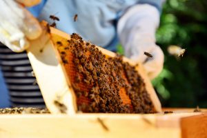 Cave Creek Bee removal